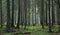 Coniferous stand of Bialowieza Forest