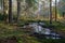 Coniferous stand of Bialowieza Forest