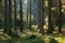 Coniferous stand of Bialowieza Forest in morning