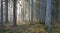 Coniferous stand of Bialowieza Forest in morning