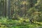 Coniferous stand of Bialowieza Forest in sunset