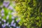 Coniferous thuja tree in the garden against the background of flowers-close-up. Summer natur,