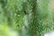 Coniferous tree branch with water drops.