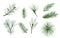 Coniferous tree branches watercolor elements set