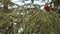 Coniferous tree with cones. Drops of rain are seen on needles