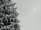 Coniferous tree covered with snow