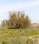 Coniferous tree in the desert