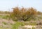 Coniferous tree in the desert