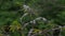 Coniferous tree with lichen