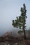 Coniferous tree, rock, fog and strong wind