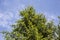 Coniferous tree soars into the sky