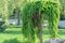 Coniferous tree of stiff weeping japanese larch in spring park.