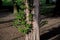 Coniferous tree suitable for low and high hedges. It also tolerates more pronounced shading, it regenerates well from old wood, it