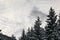 Coniferous tree tops covered with snow, small clouds sky space for text in background