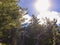 Coniferous trees, cloud, and sunny day. Good for use as background