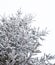 Coniferous trees covered with hoarfrost