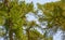 Coniferous trees crowns against the blue sky