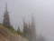 Coniferous trees in dense fog on a mountainside