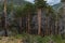 Coniferous trees in dry burnt branches in a dense forest in Baikal mountains