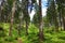 Coniferous trees in a forest in the mountains