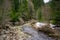 Coniferous trees grow along the a riverbed of a cold mountain river