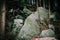 Coniferous trees growing from boulders in the mountains.