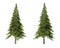 Coniferous trees on an isolated background. Spruce