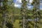 Coniferous trees with mosses and lichens on background of northern forest lake