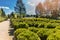 Coniferous trees in the outdoor plant nursery