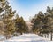 Coniferous trees of pine and spruce along a snow-covered path in a winter forest or Park, Sunny frosty day, Siberia. Concept of