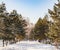 Coniferous trees of pine and spruce along a snow-covered path in a winter forest or Park, Sunny frosty day, Siberia. Concept of