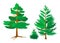 Coniferous trees pine spruce and small Christmas tree