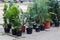 Coniferous trees in pots