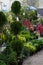 Coniferous trees in pots