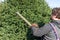 Coniferous trees are trimmed with an electric hedge trimmer to fit the shape