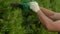 Coniferous trees are trimmed with an electric hedge trimmer to fit the shape. A man cuts a thuja with a trimmer