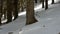 Coniferous trunks in winter scenic