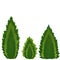 Conifers of different shapes, three kinds of conifers - tui, cypress, juniper. Piramidal, candle and drop shape