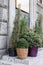 Conifers in the flowerpot. Various needles. Vases in the street.