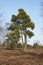 Conifers into heathland in spring