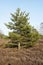 Conifers into heathland in spring