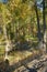 Conifers and shadows on autumn hillside