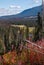 Conifers under Attack - Mountain Pine Bark Beetle