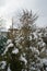 Conifers under the snow in the garden in winter. Berlin  Germany