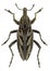 Coniocleonus nigrosuturatus, a weevil from mediterranean countries