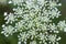 Conium maculatum, hemlock white flowers  macro