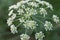 Conium maculatum, hemlock white flowers  macro