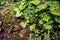Conium maculatum and the plant Arctium lappa