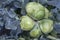 Conjoined small heads of white cabbage close-up on the background of cabbage leaves