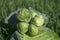 Conjoined small heads of white cabbage close-up lie on a large cabbage head against the background of green sprouts